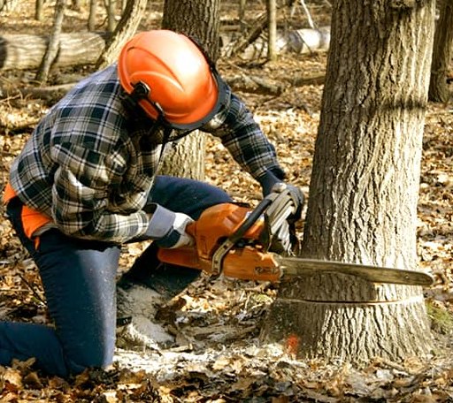 Tree Removal in Cortland, IL